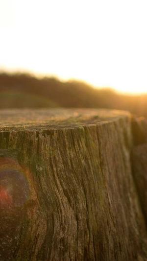 山西搜狗蜘蛛池租用截图1