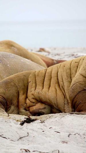 蜘蛛池对关键词有用吗截图1