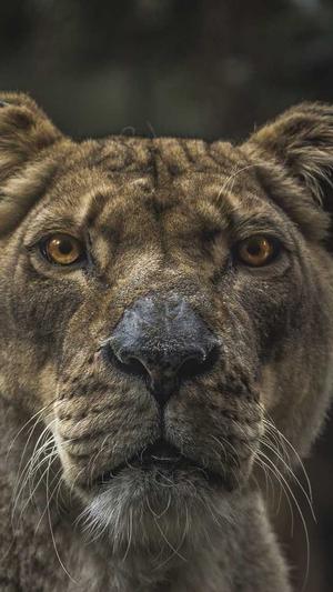 小旋风蜘蛛池多少钱截图5