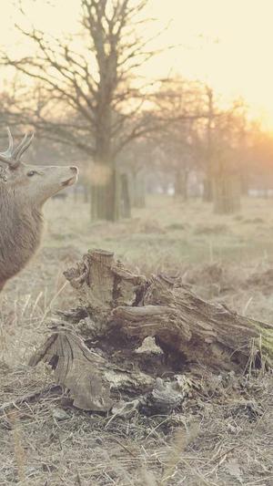 seo站长综合查询工具截图2