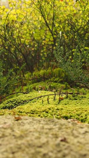 泛目录解析站群截图2