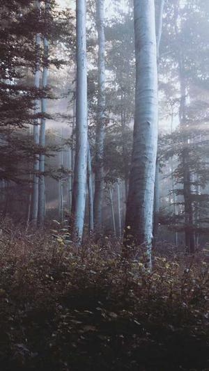 网络seo营销工具截图2